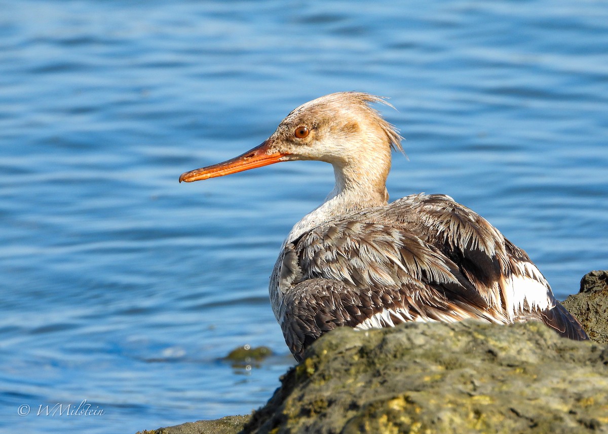 Red-breasted Merganser - ML579161801