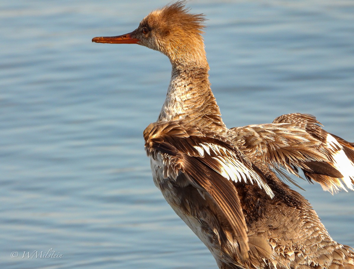 Red-breasted Merganser - Wendy Milstein