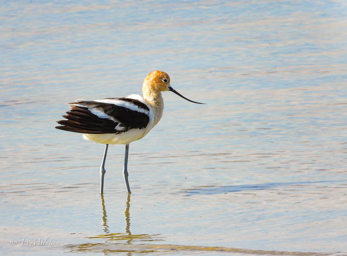 American Avocet - ML579161951