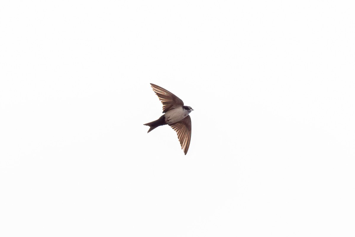 Blue-and-white Swallow - Manuel Fernandez-Bermejo