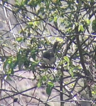 Fauvette orphée - ML579162451