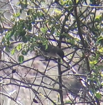 Fauvette orphée - ML579162461