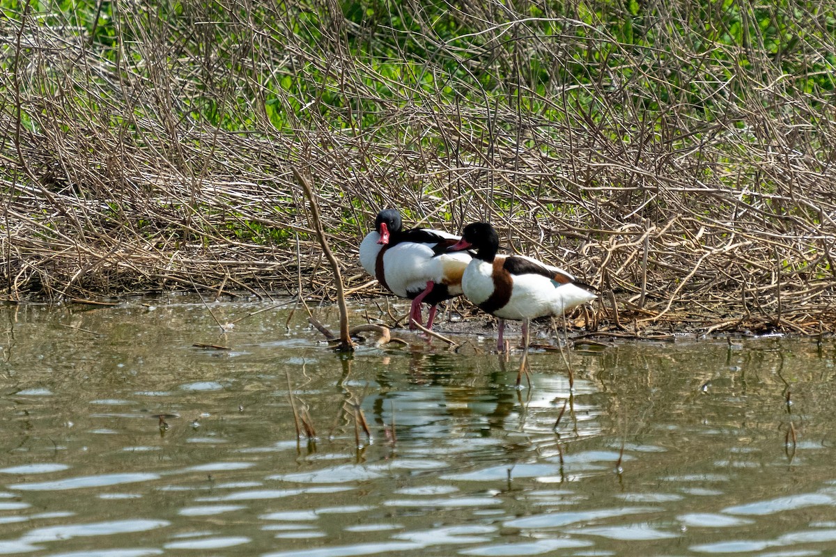 Common Shelduck - ML579162601