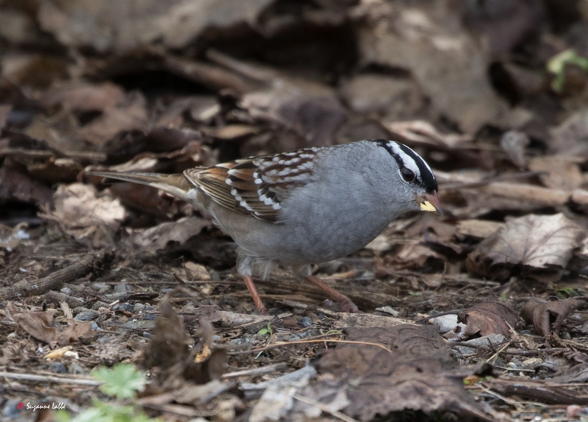 White-crowned Sparrow - ML57916261