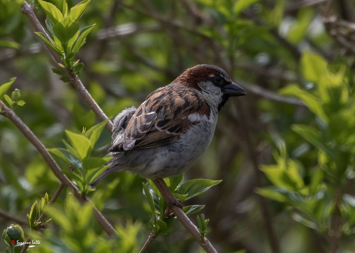 House Sparrow - ML57916301