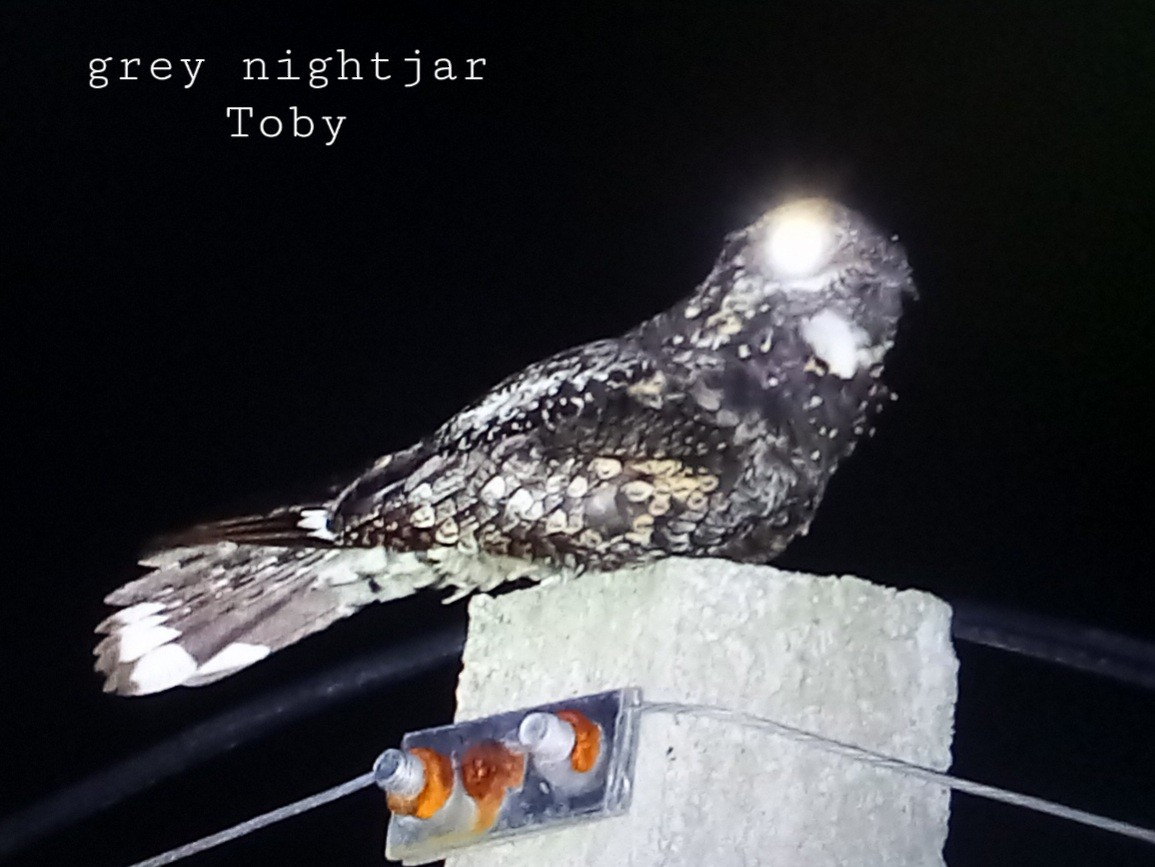 Gray Nightjar - ML579163161