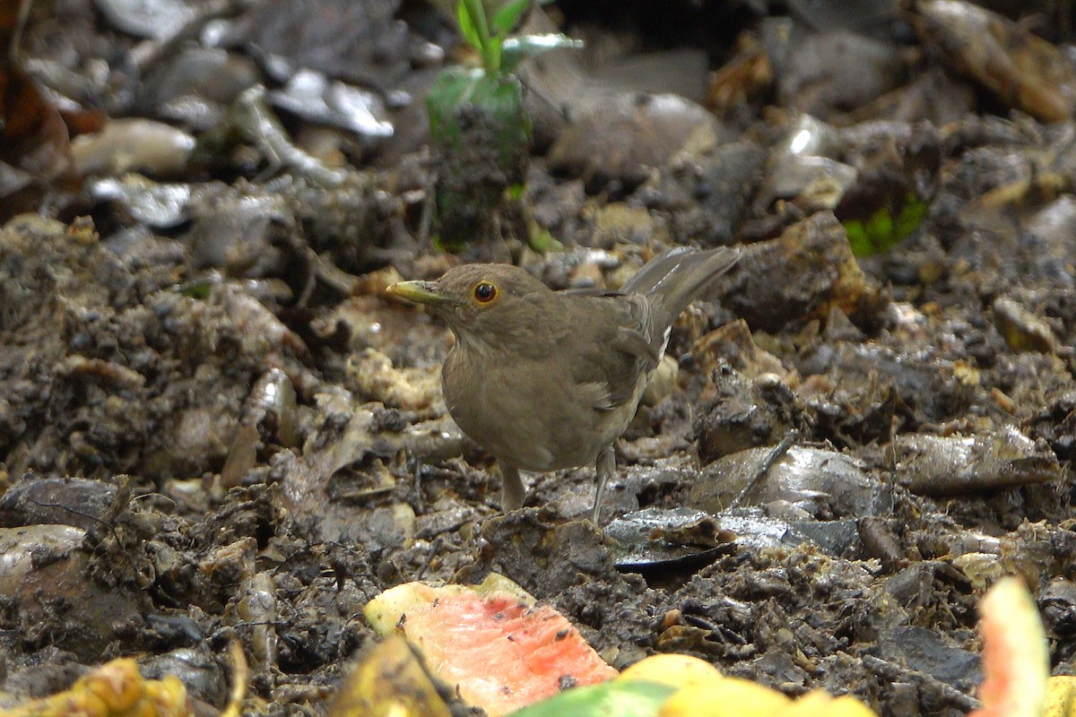 Ecuadorian Thrush - ML579163181