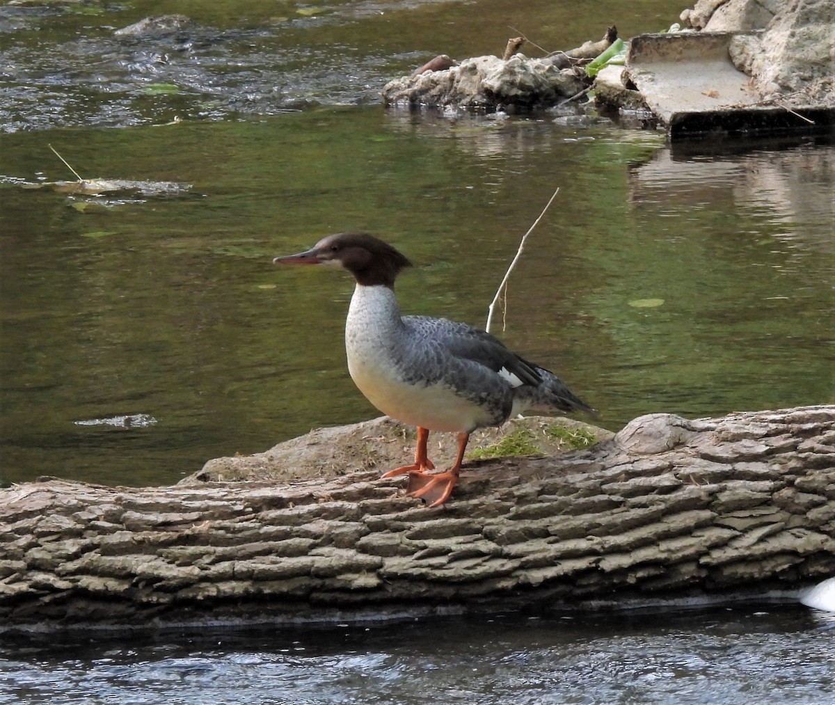 Common Merganser - ML579163201