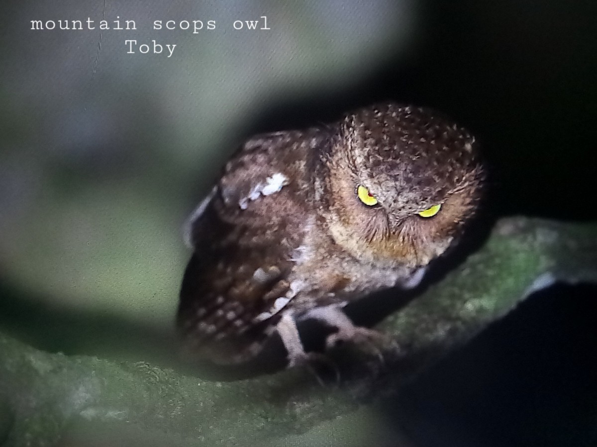 Mountain Scops-Owl - ML579163211