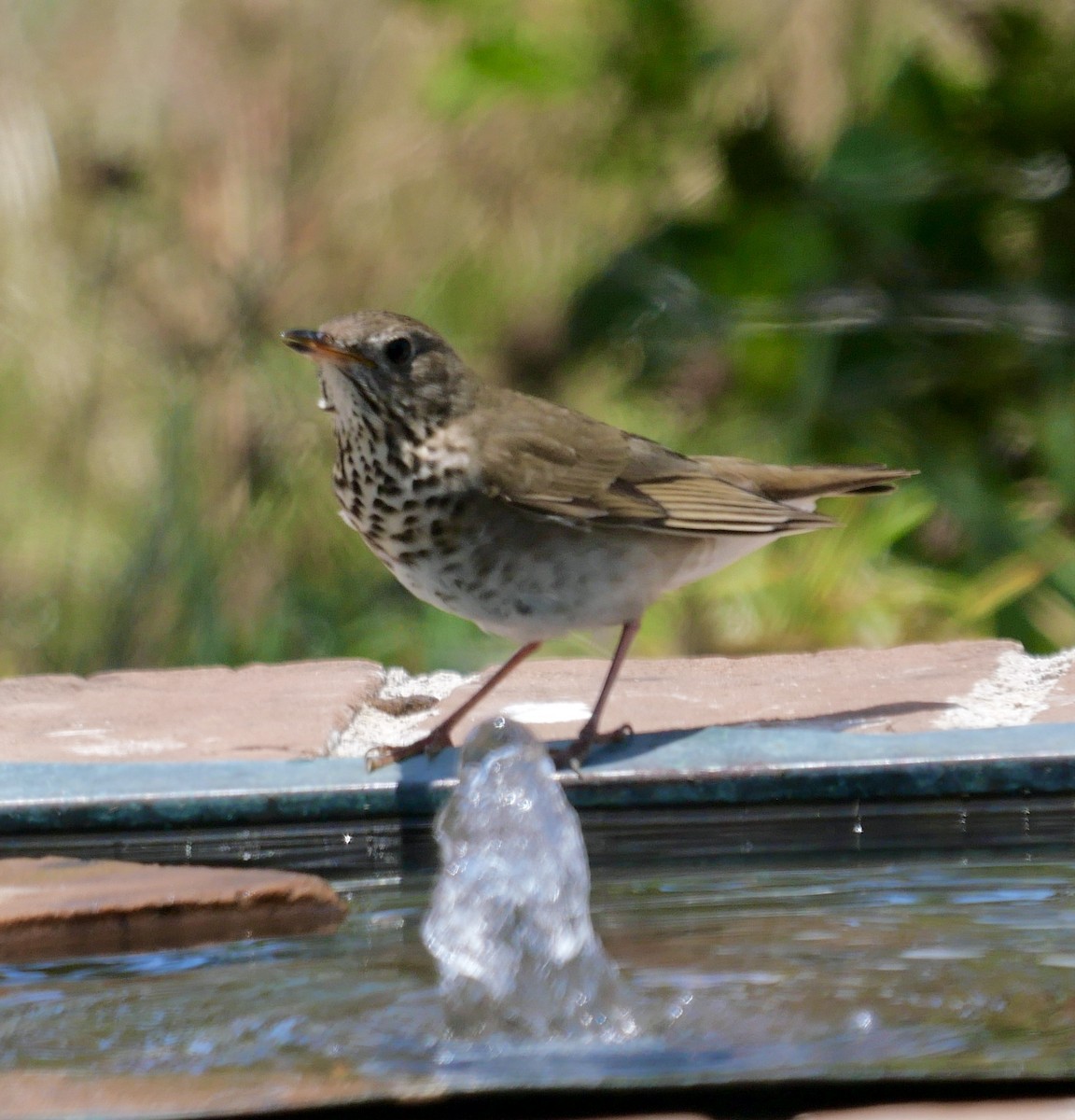 Gray-cheeked Thrush - ML579163301