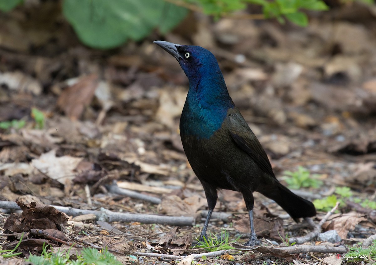 Common Grackle - Suzanne Labbé