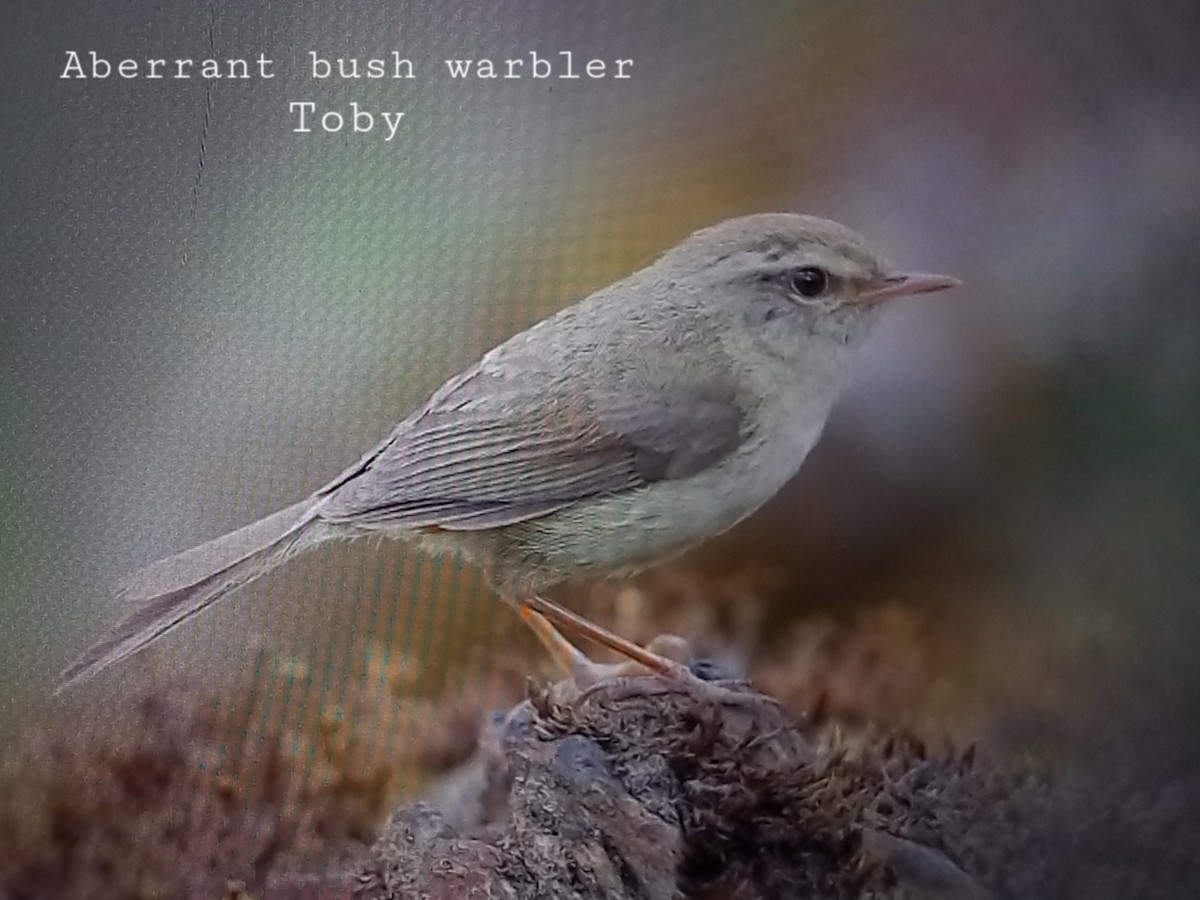 Aberrant Bush Warbler - ML579163321