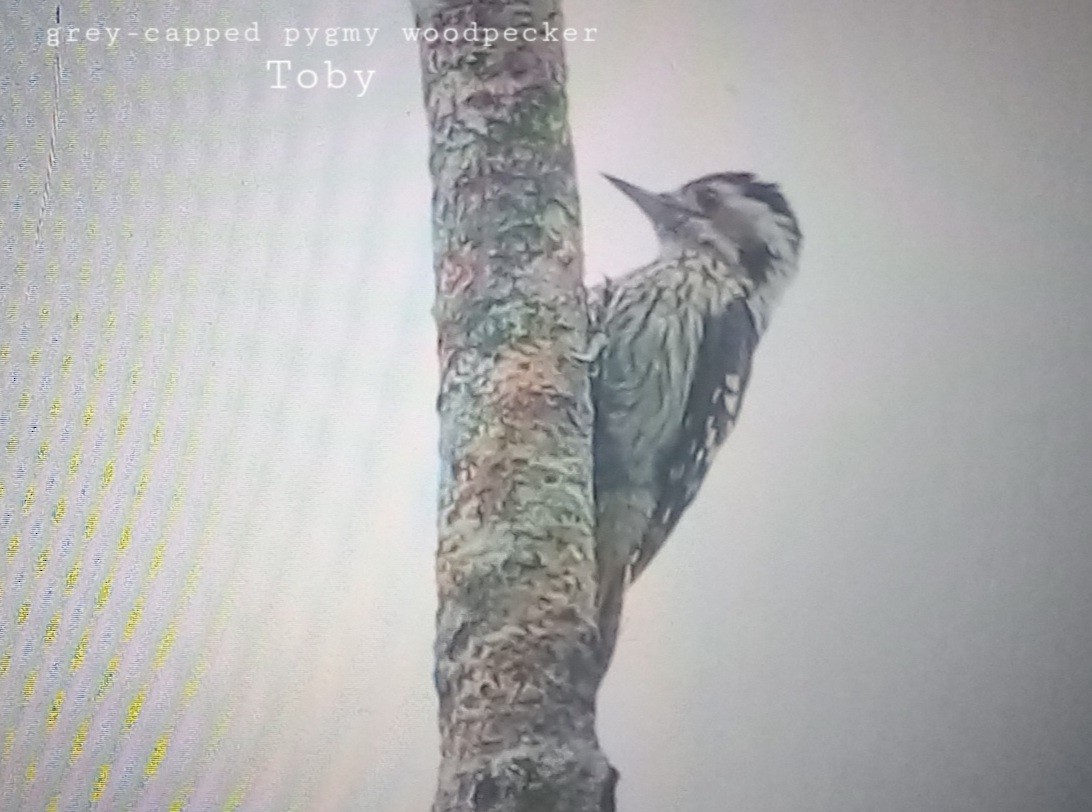 Gray-capped Pygmy Woodpecker - ML579163481