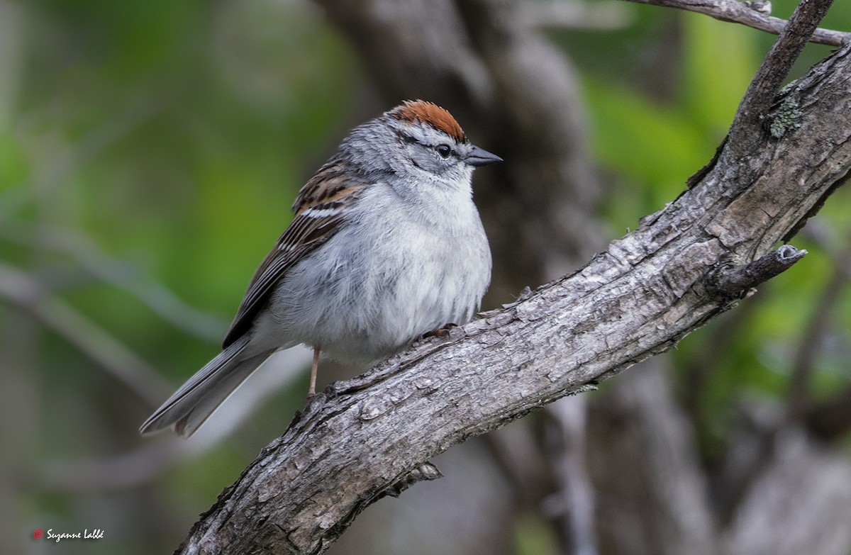 Chipping Sparrow - ML57916371