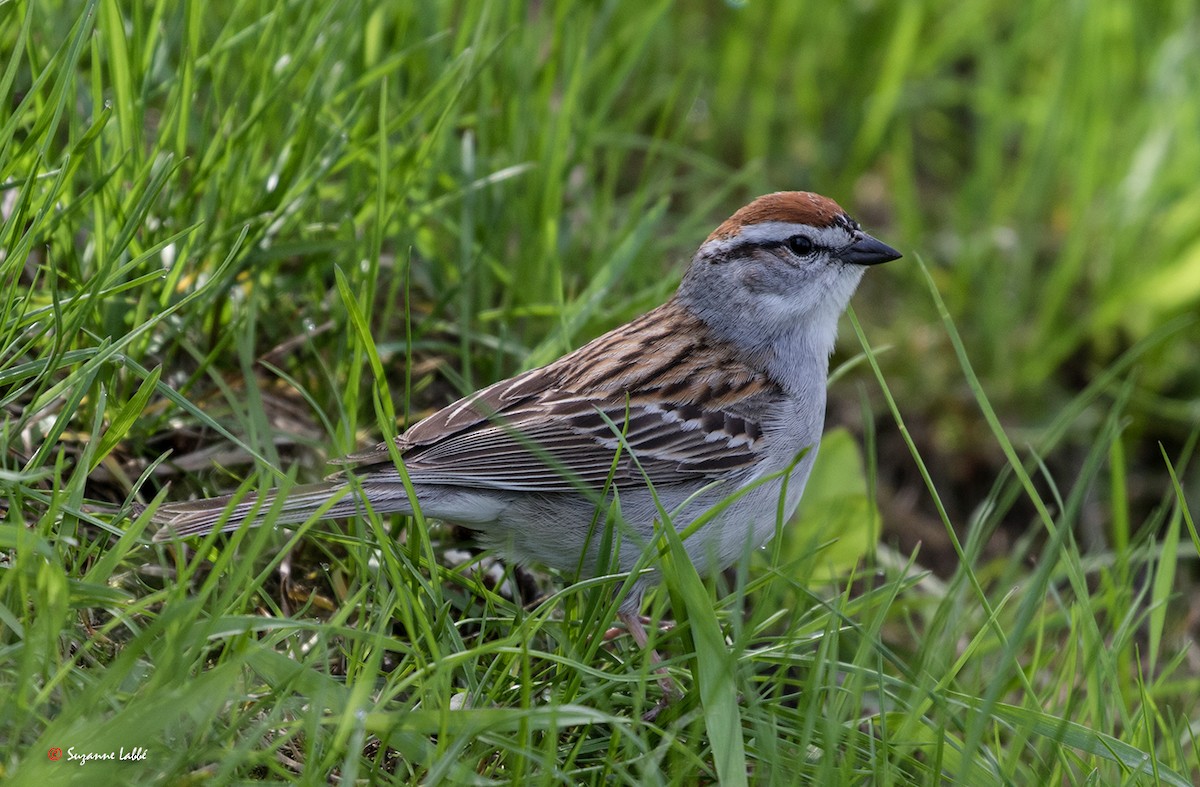 Chipping Sparrow - ML57916401