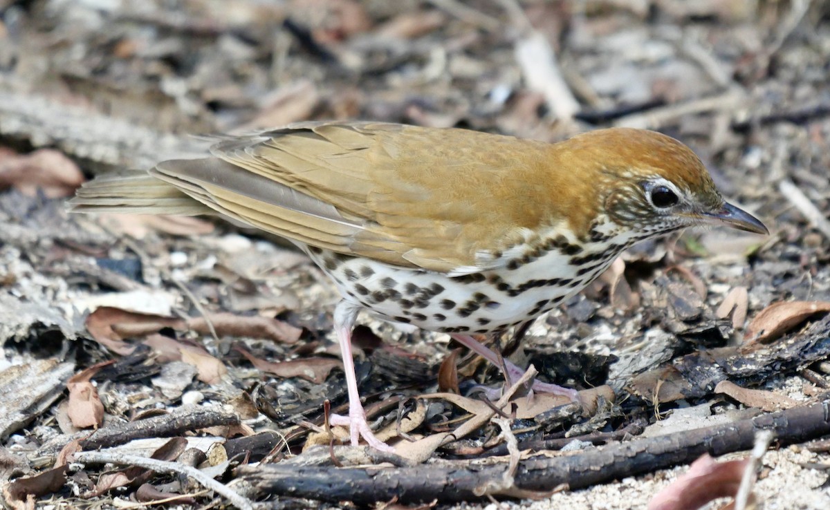 Wood Thrush - ML579164111
