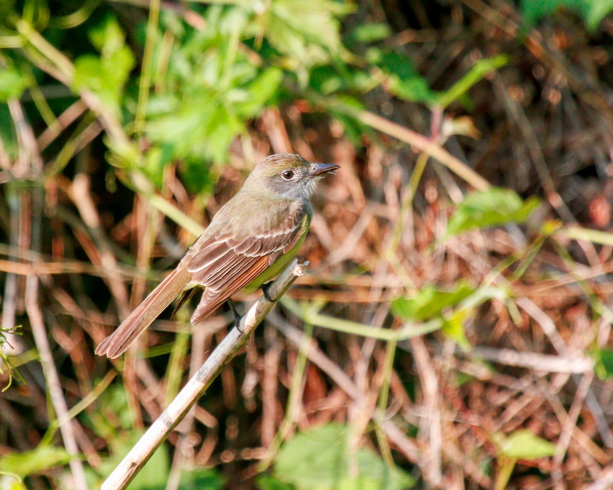 Great Crested Flycatcher - ML579164271