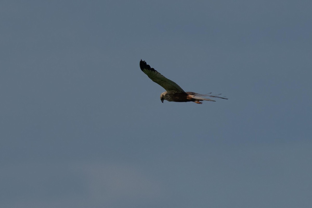 Western Marsh Harrier - ML579164491