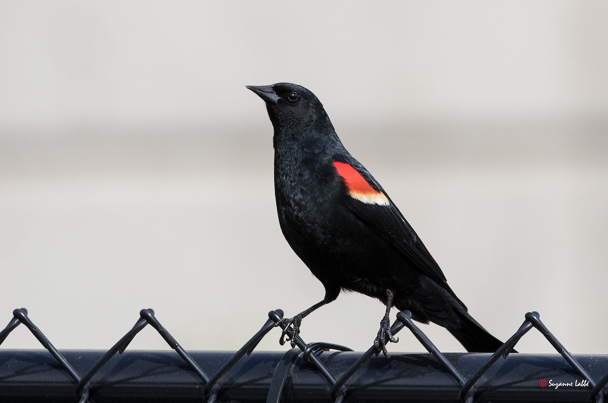 Red-winged Blackbird - ML57916481