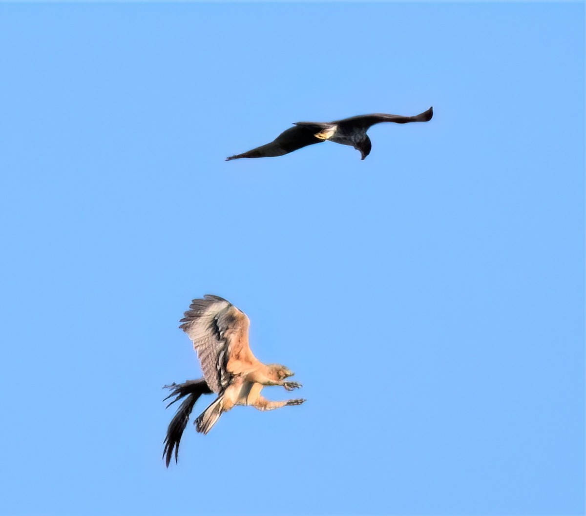 Bonelli's Eagle - José Teixeira