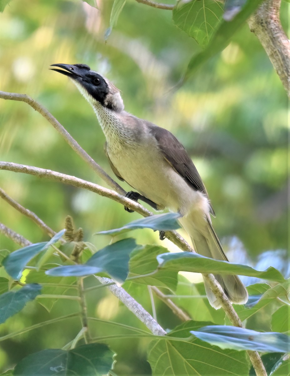 Helmeted Friarbird - ML579165081