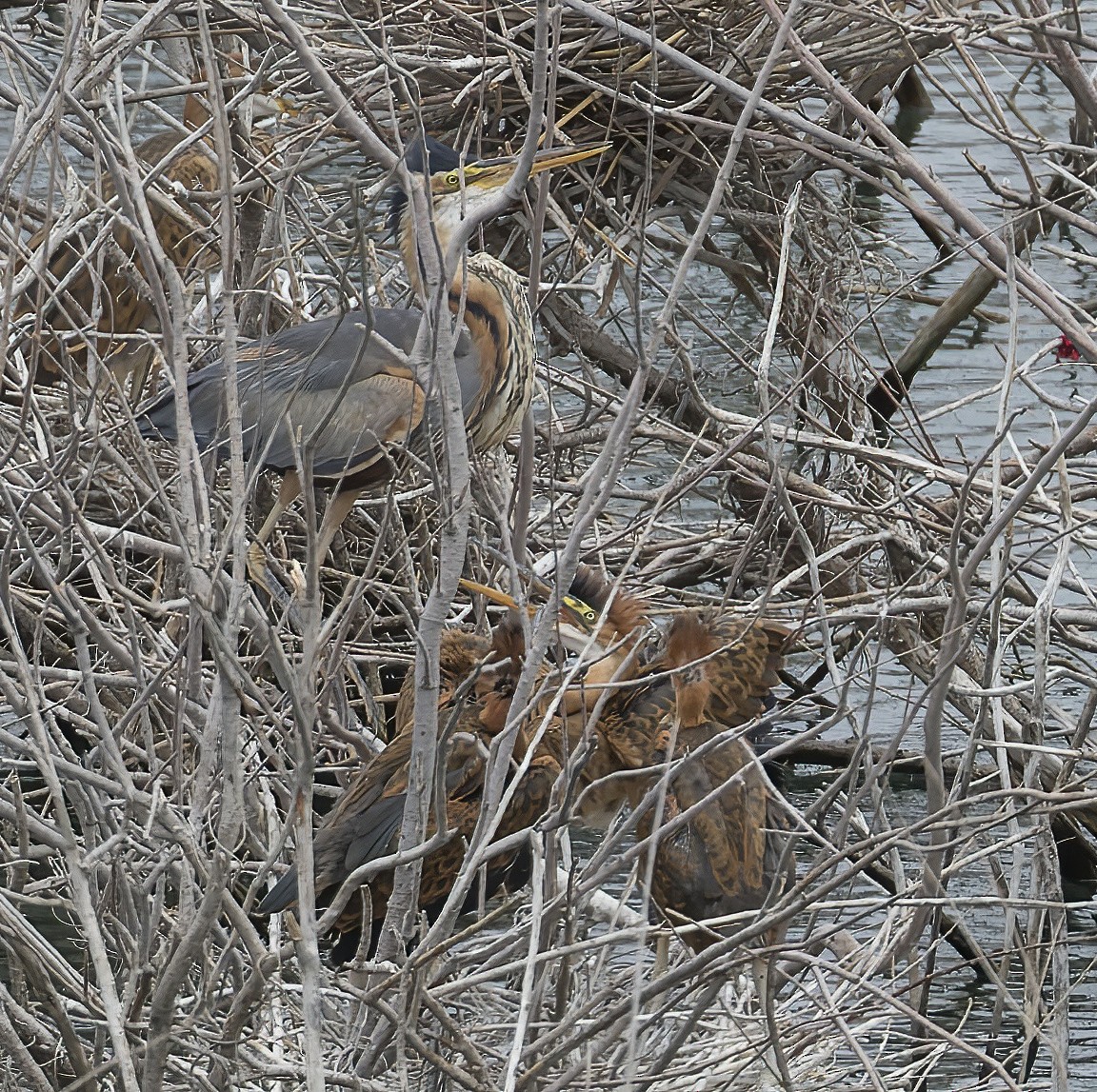 Purple Heron - Jeremy Koloski