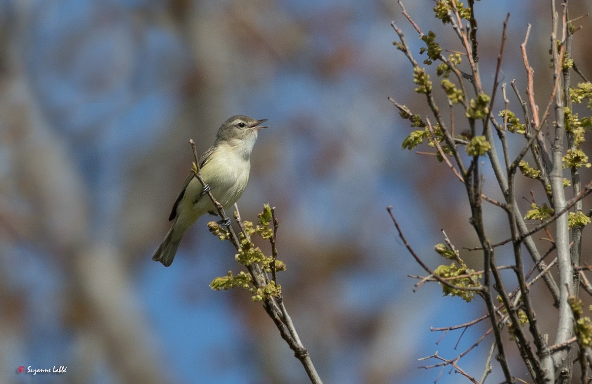 Warbling Vireo - Suzanne Labbé