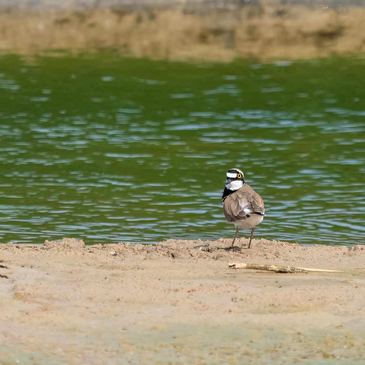 Little Ringed Plover - ML579166201