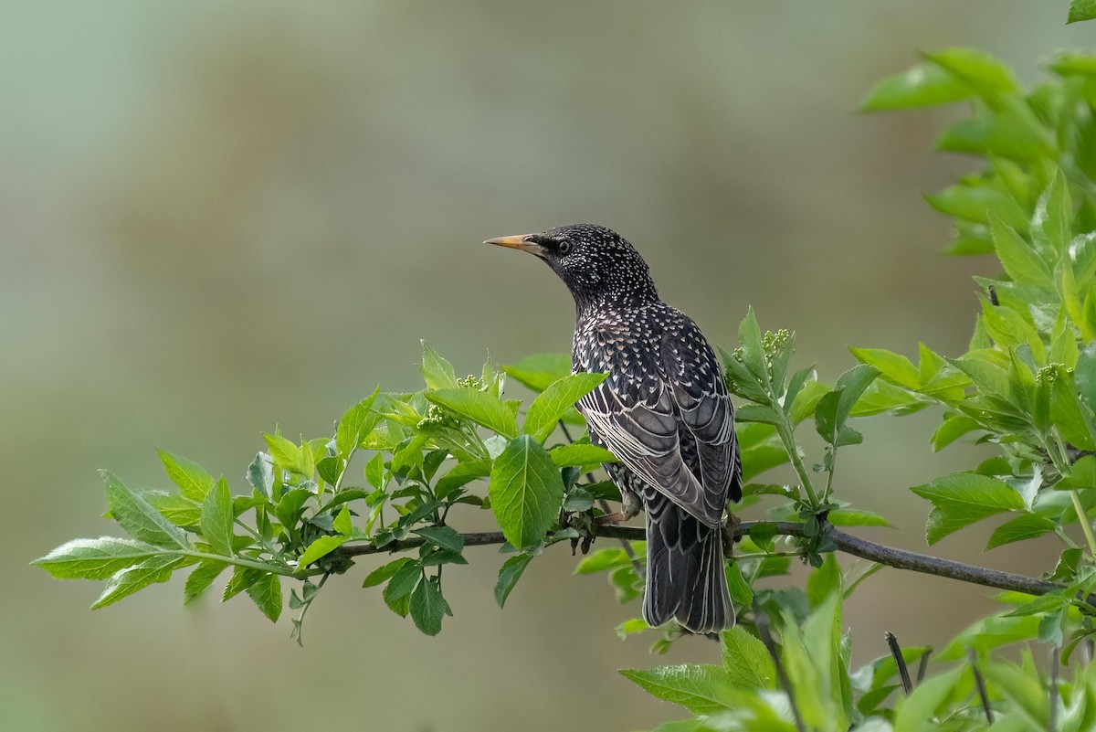 European Starling - ML579167771