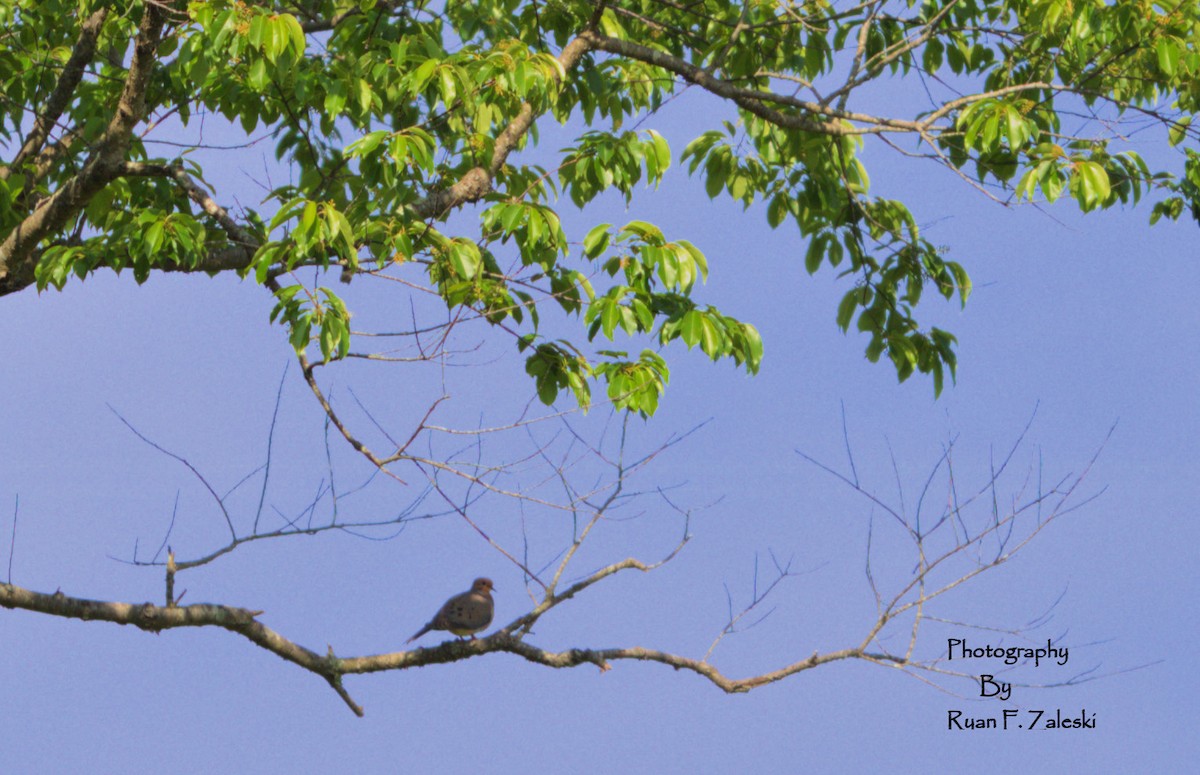 Mourning Dove - ML579169371