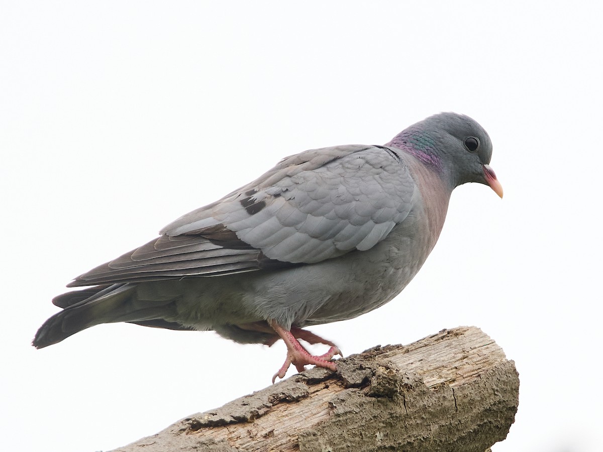 Stock Dove - ML579170001