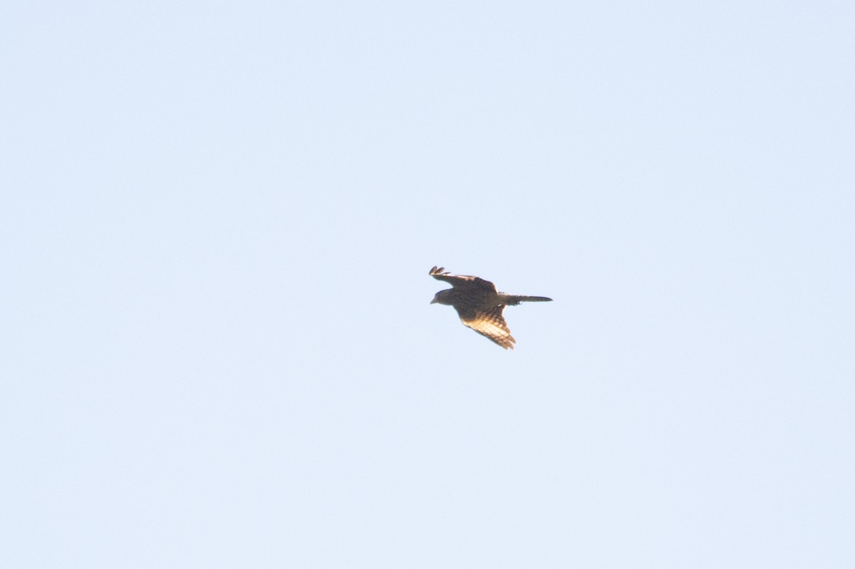 Yellow-headed Caracara - ML579173891