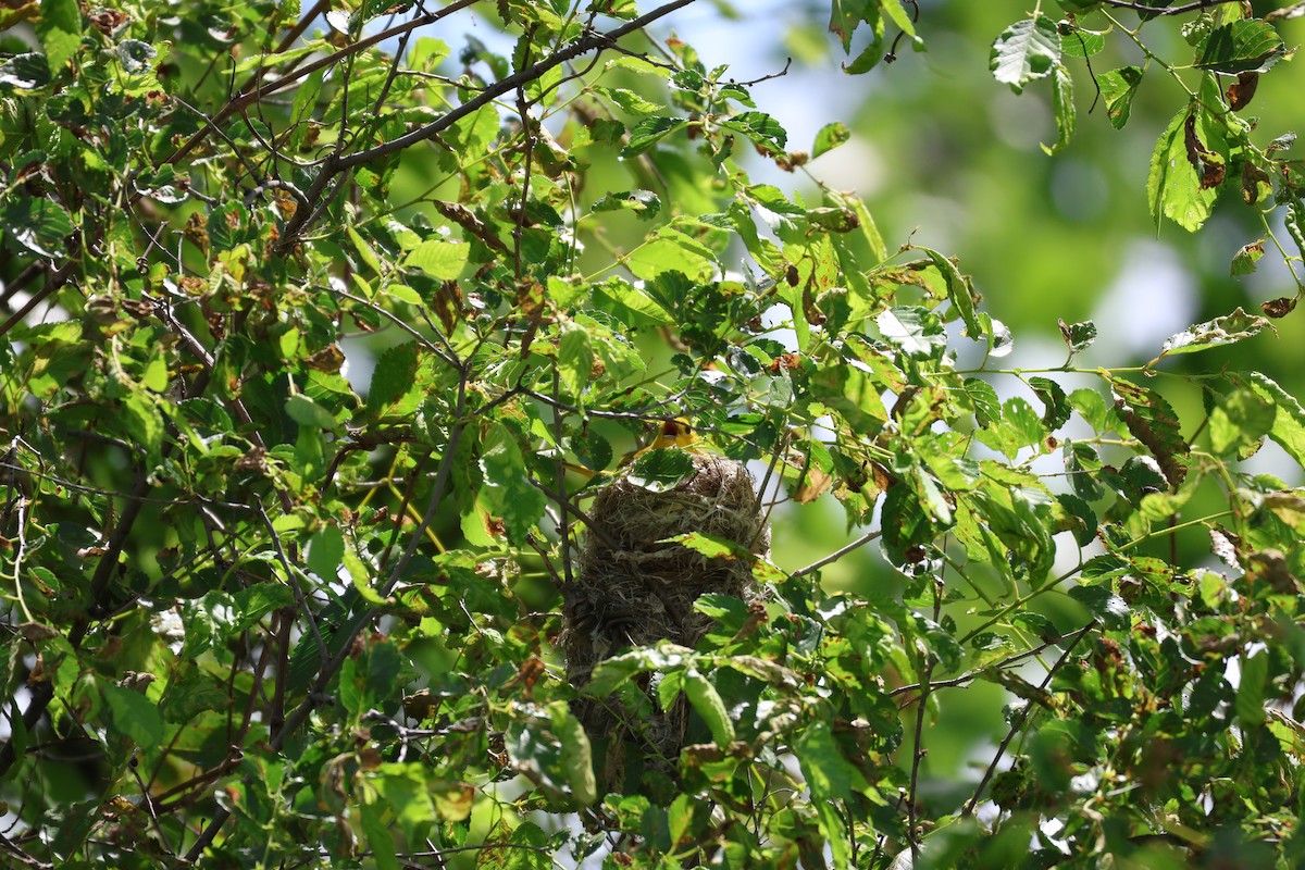 Yellow Warbler - ML579174941