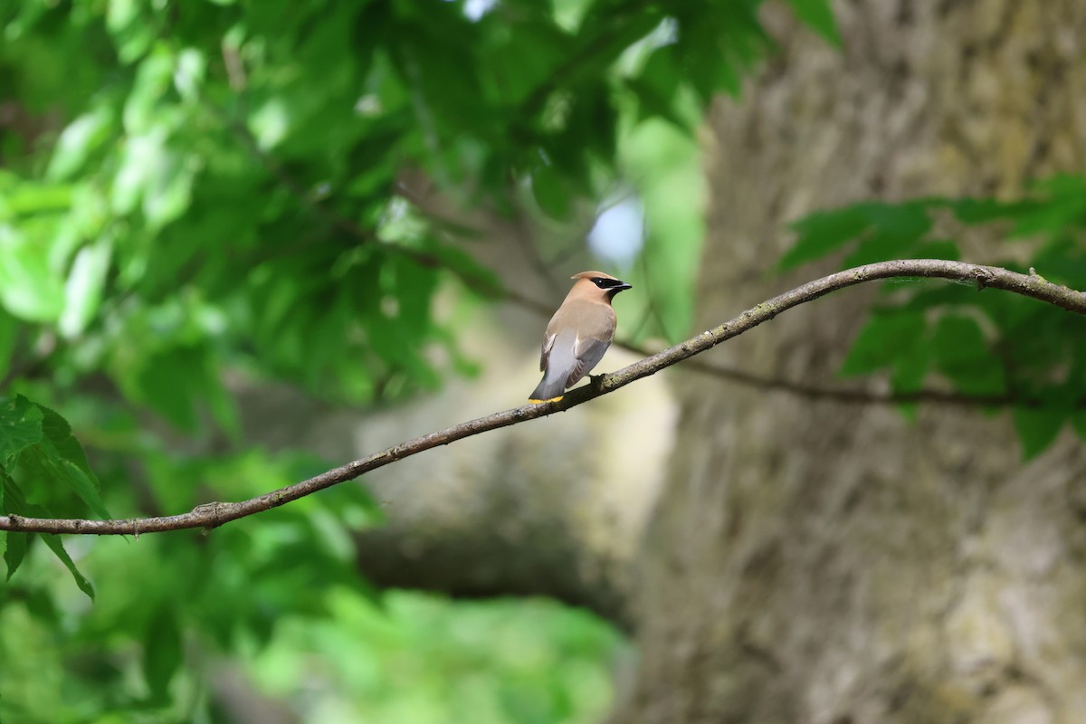 Cedar Waxwing - ML579174981