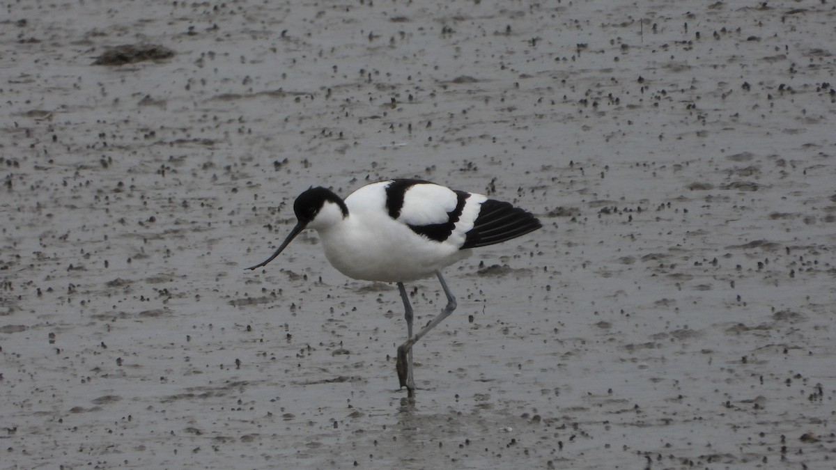 Шилоклювка - ML579176251