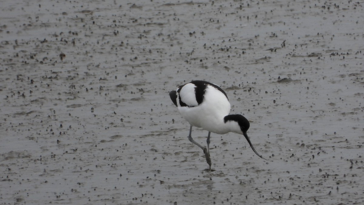 Pied Avocet - ML579176301