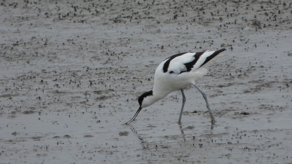 Шилоклювка - ML579176321