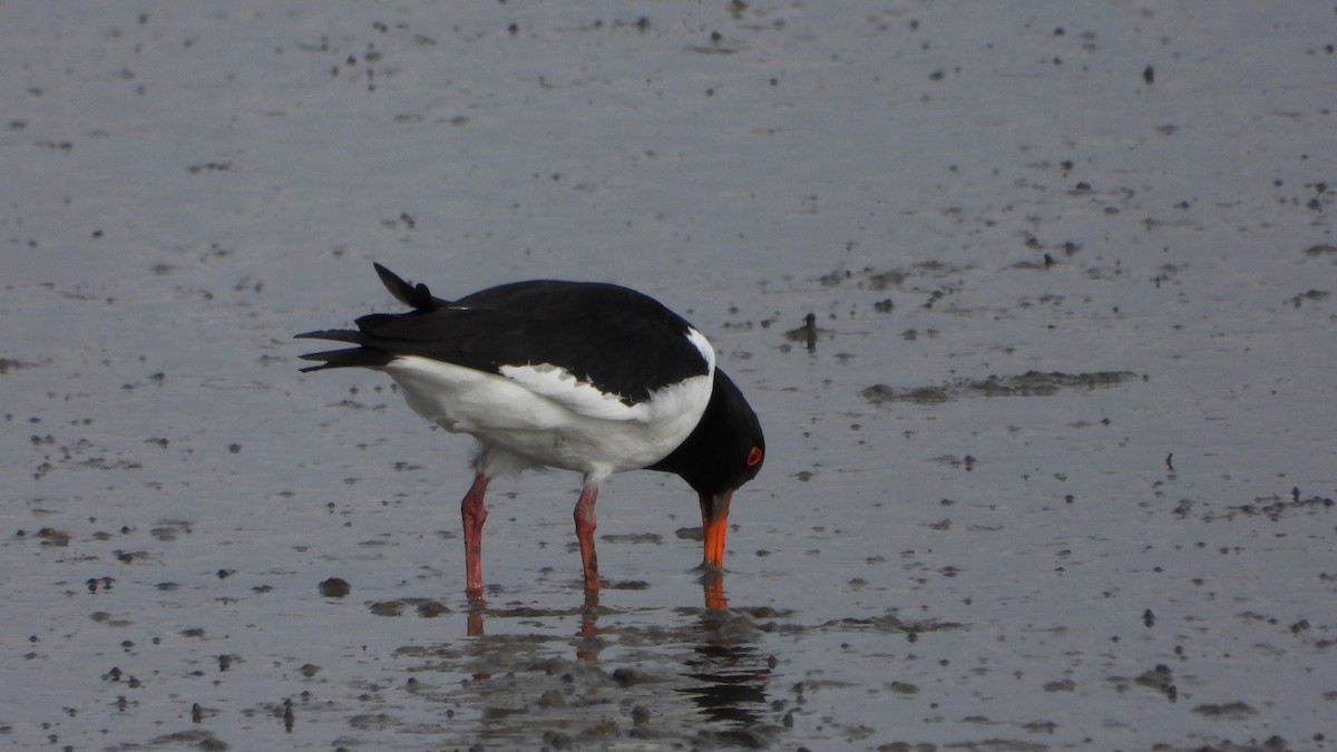 Кулик-сорока - ML579176361