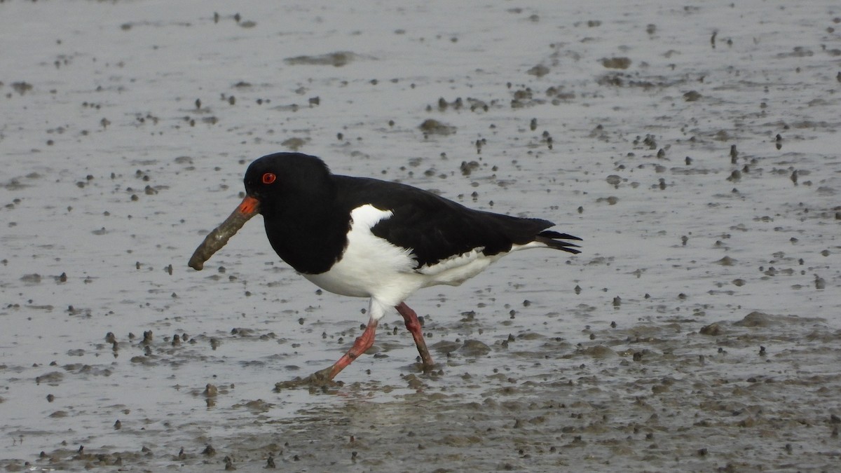 Кулик-сорока - ML579176381