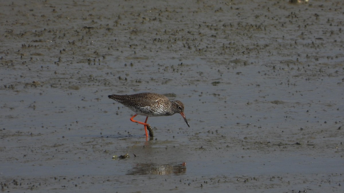 Травник - ML579176411