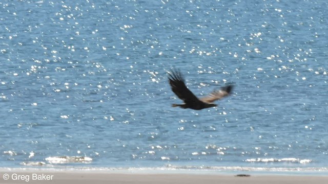 Bald Eagle - ML579176841