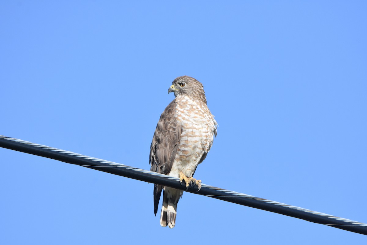 Broad-winged Hawk - ML579176981