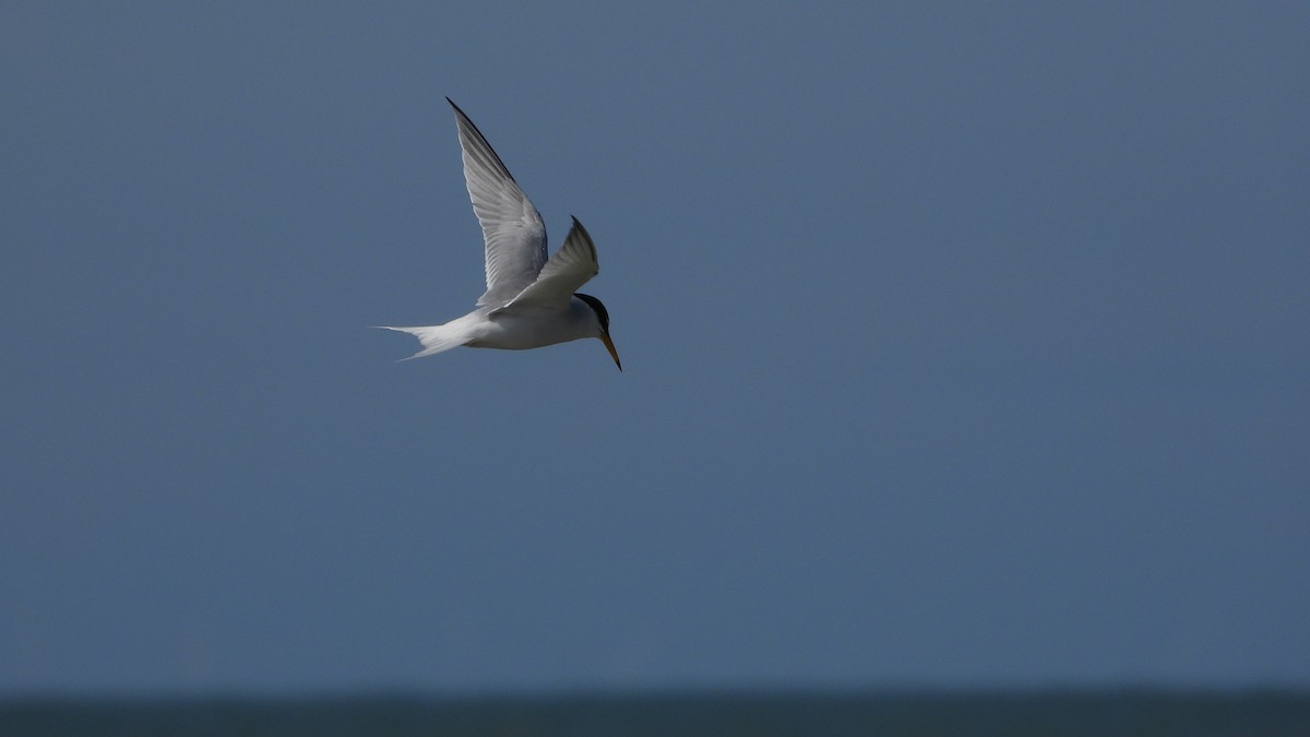 Little Tern - Wulf Behrend