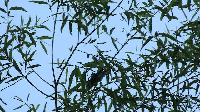 סבכון תכלכל - ML579178371