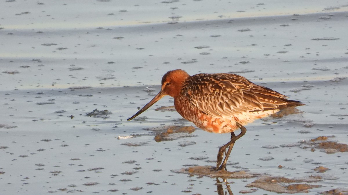 Малый веретенник - ML579179101