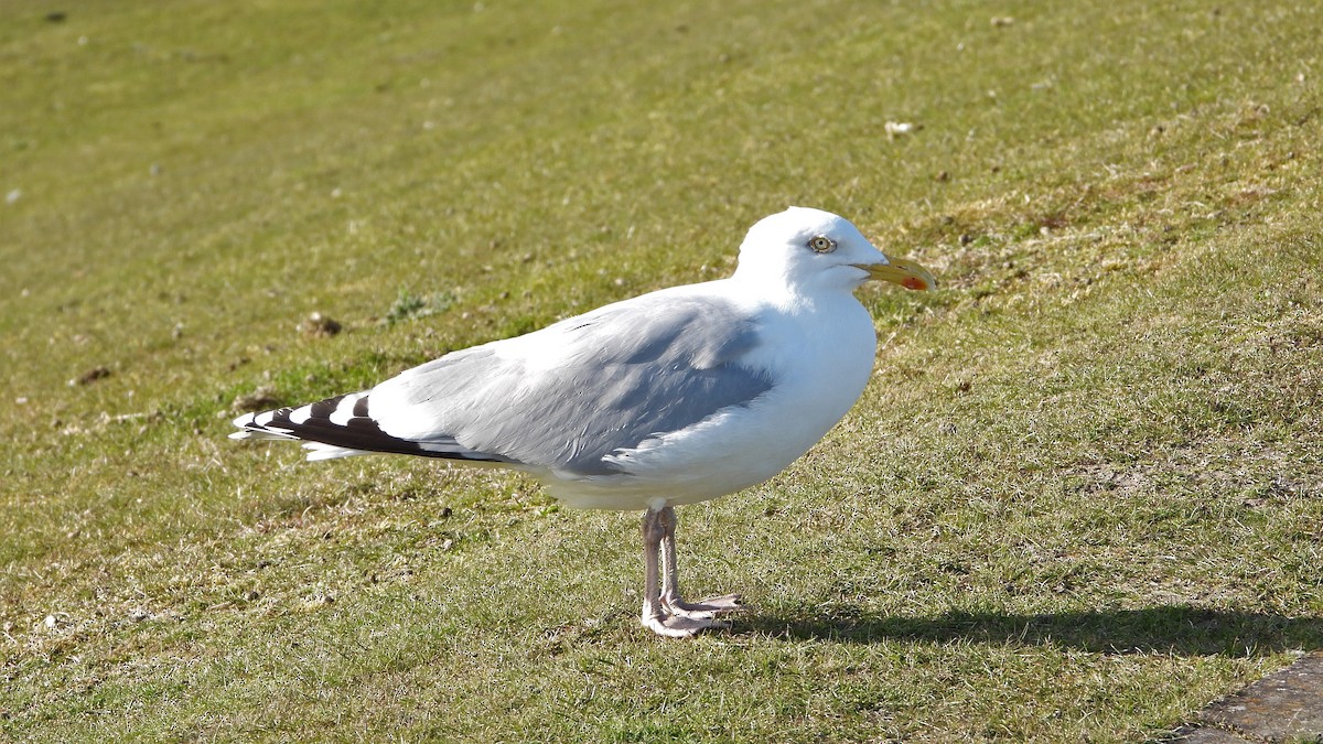 Серебристая чайка - ML579179111