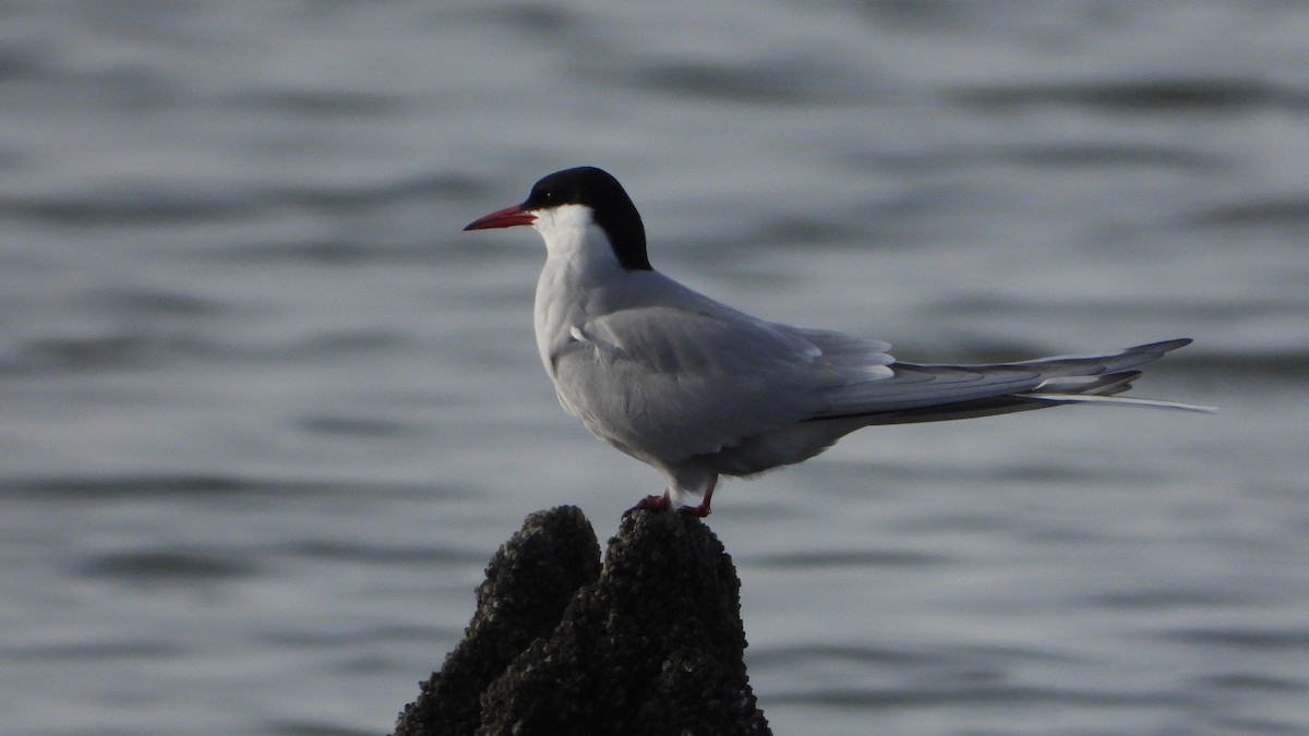 Arctic Tern - ML579179651