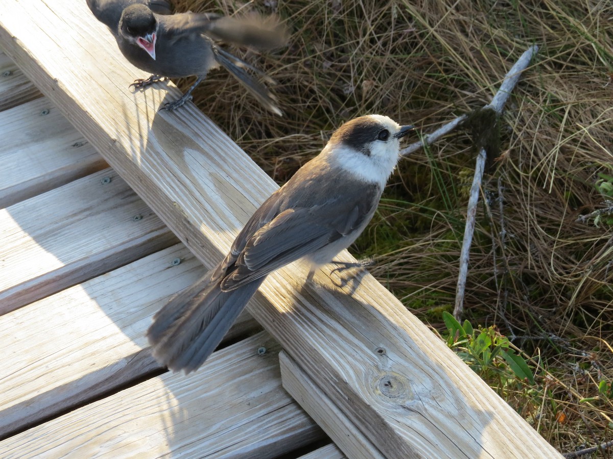 Canada Jay - kandy rathinasamy