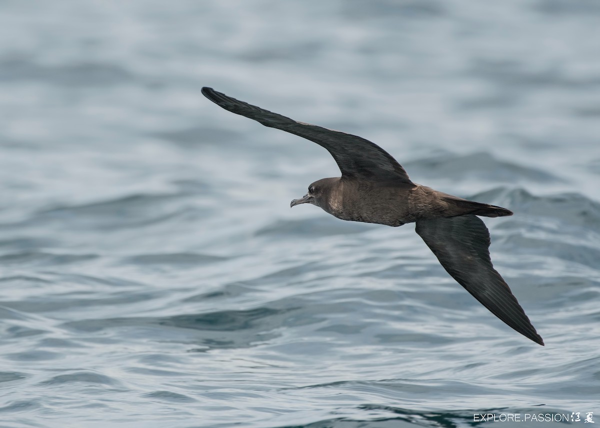 Wedge-tailed Shearwater - ML579180591