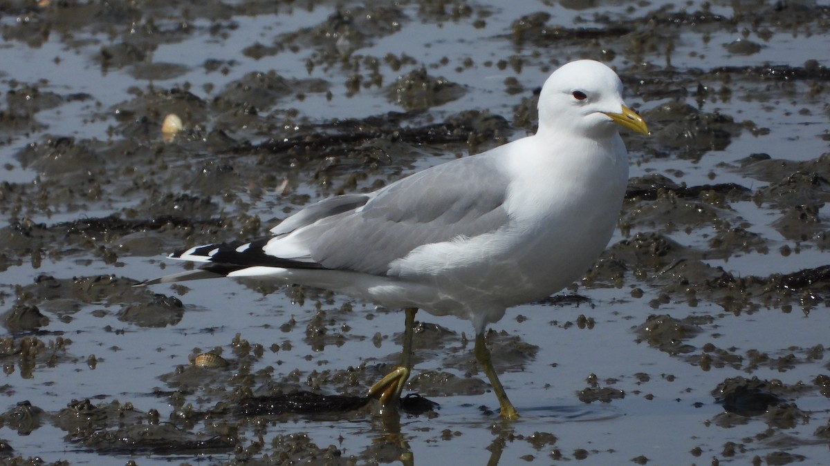 Common Gull - ML579180661